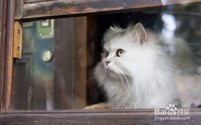 猫毛过敏怎么处理