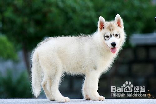 保护狗狗的牙齿需要小技巧