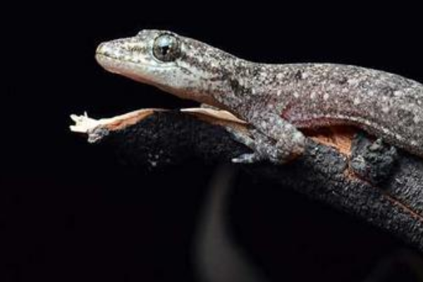 壁虎会自己离开吗