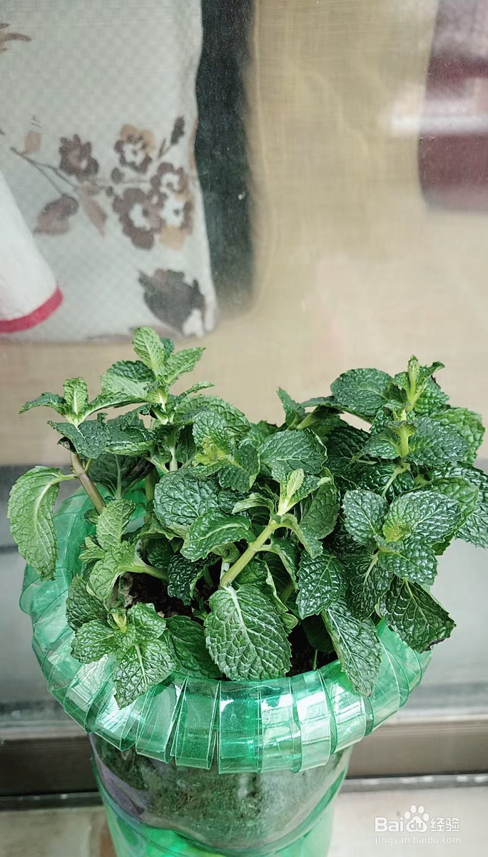 薄荷长红蜘蛛怎么处理