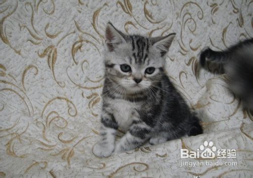 美国短毛猫如何根据其性格饲养