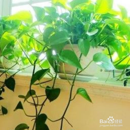 绿萝养在家里好么？