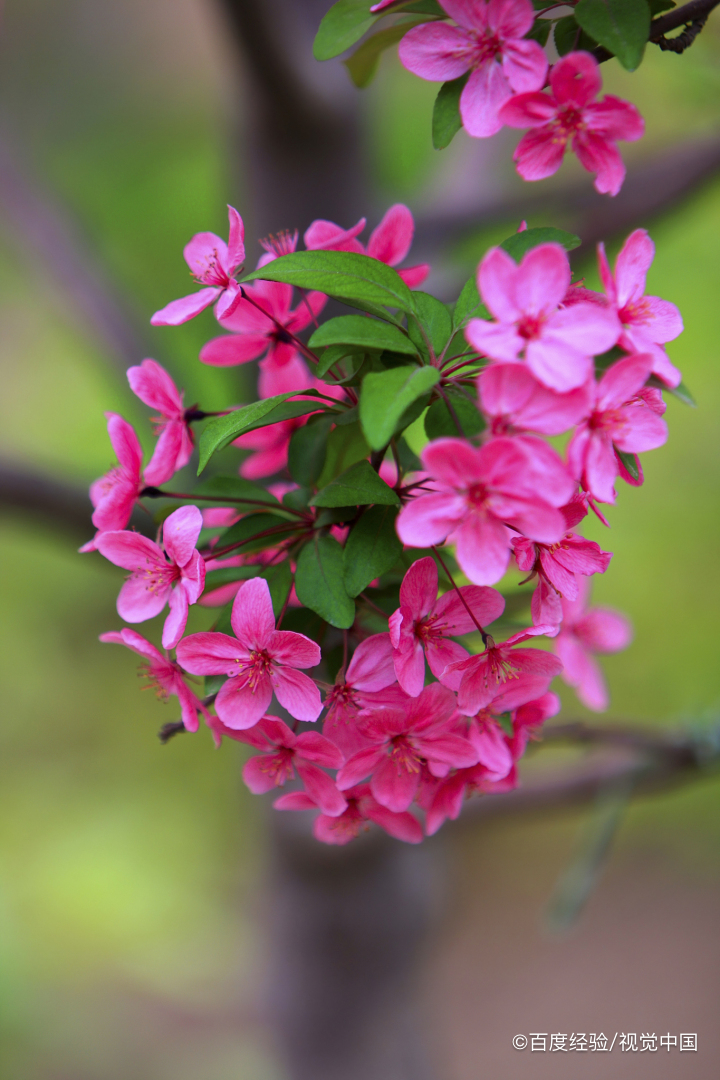 花开富贵怎么养