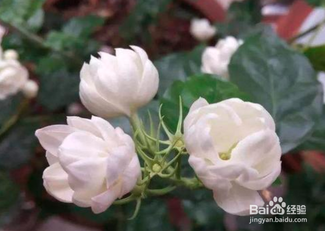 茉莉花怎么养殖