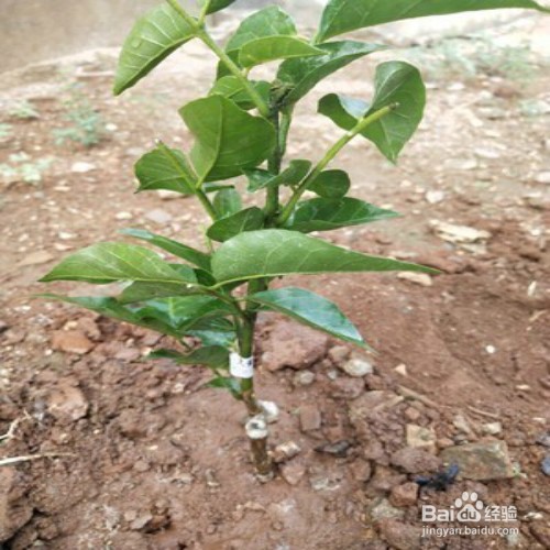 沃柑的种植和管理方法