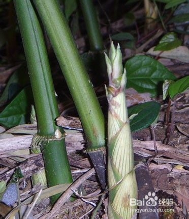 张家界凤凰古城