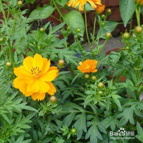 硫华菊怎么养？