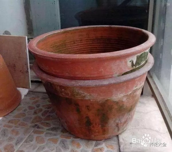 绿萝换盆的步骤