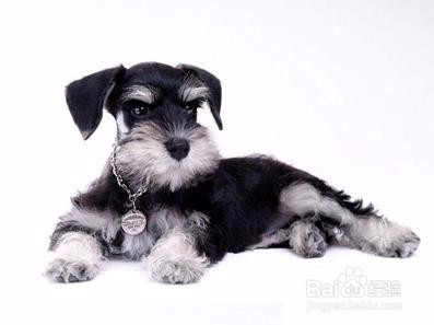 雪纳瑞为什么要拔毛？