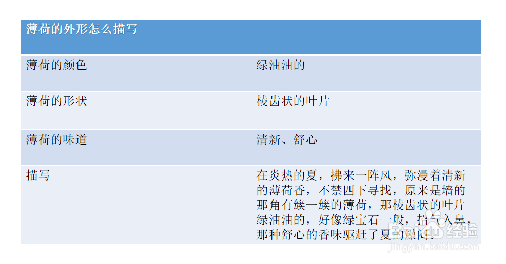 薄荷的外形怎么描写