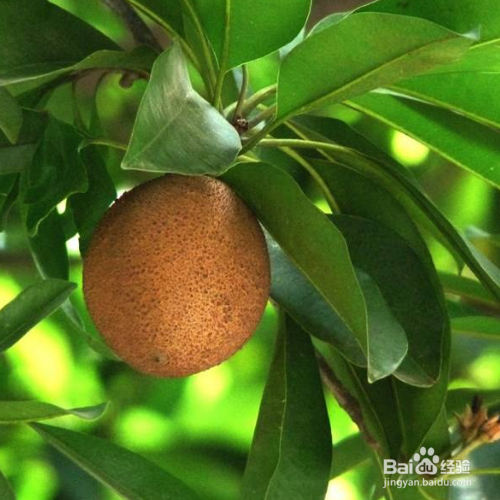 人心果该怎么才能养殖好？