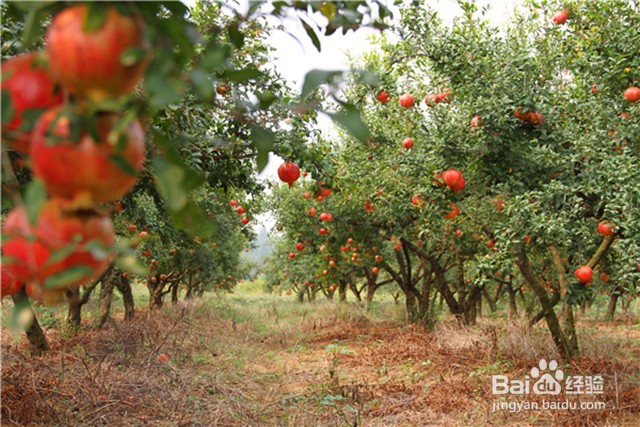 影响石榴转色的因素及石榴使用叶面肥的要点