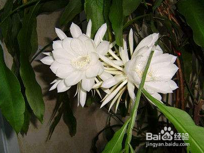 昙花怎么养怎么修剪