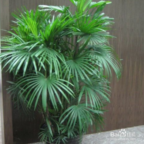 棕竹叶子发黄怎么办