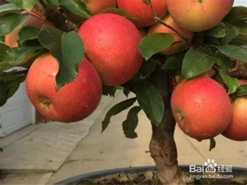 盆栽苹果树的养殖方法和注意事项