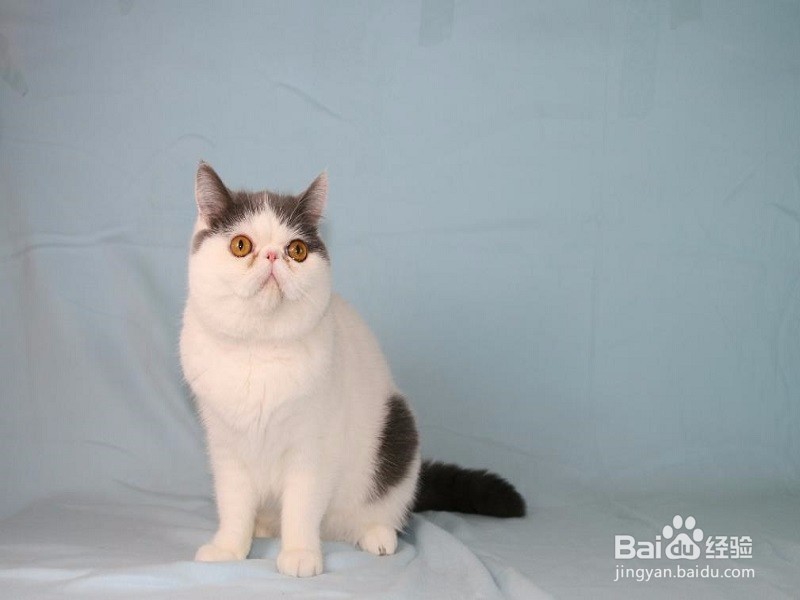 异国短毛猫怎么养