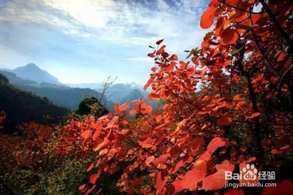 赏枫叶好去处——河南家门口赏枫叶攻略