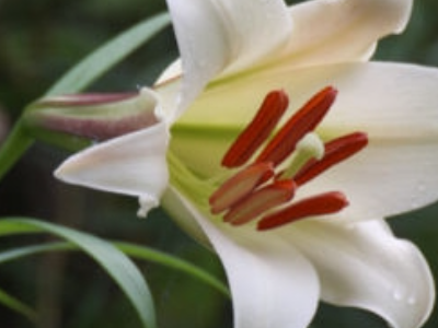 每束百合花25元,买4支送1支,张阿姨买了5支,每支百合花多少元钱