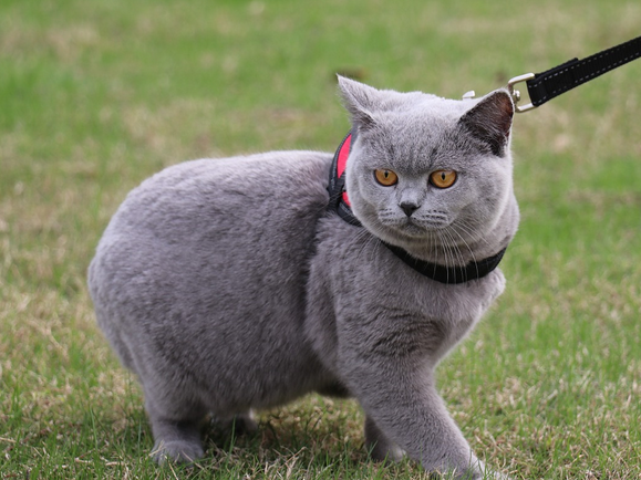 为什么朋友养的英短蓝猫尾巴有渐层