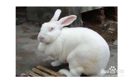 关于母兔子生小兔需要注意的方面
