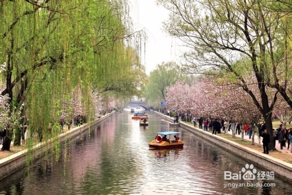 北京春天：赏花好去处