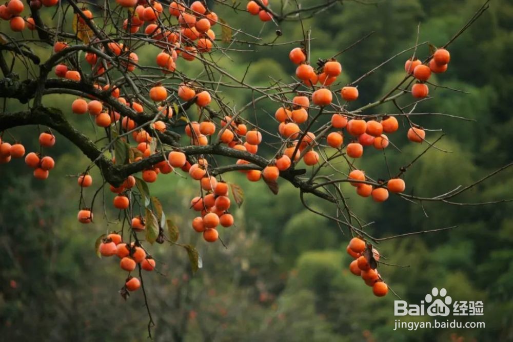 柿子酿酒技术,柿子酒怎样酿酒?
