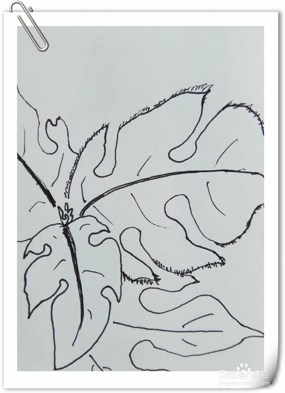 怎样画钢笔画构树叶子？