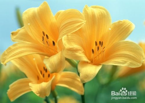 百合花怎么养殖 百度经验 百合花怎么养殖 百度经验