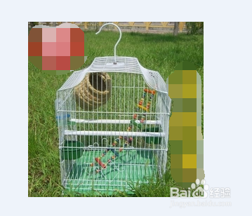 该怎么是家里的“皮皮”过得更开心一些