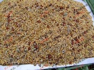 该怎么是家里的“皮皮”过得更开心一些