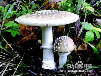 如何鉴别蘑菇有毒