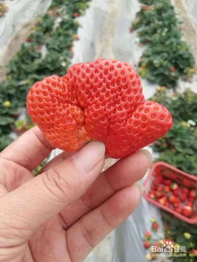 只用1个花盆,草莓长得吃不完