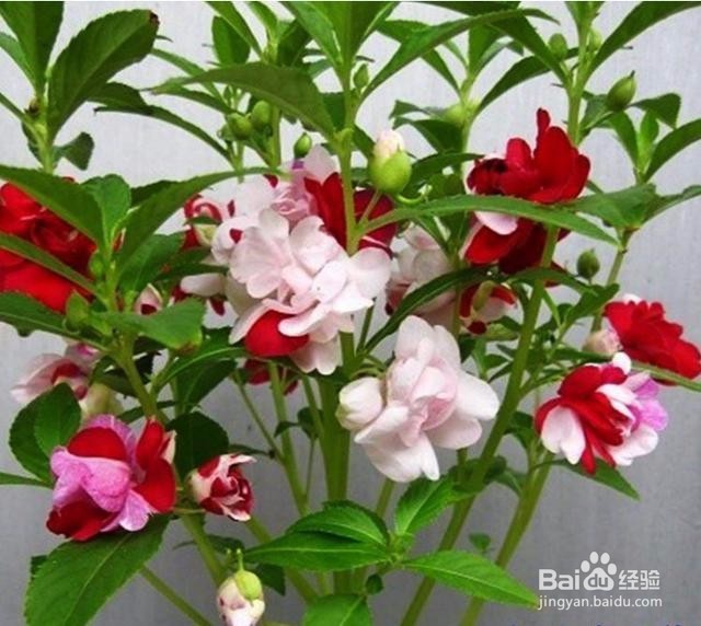 小盆如何培育指甲花