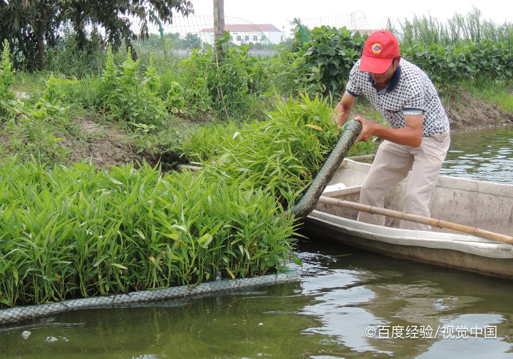 孕期吃空心菜的好处