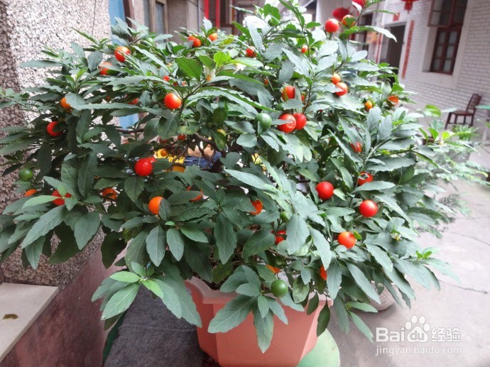 有小孩的家庭要小心这些常见又有毒室内植物哦！