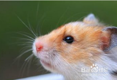 仓鼠死后如何处理