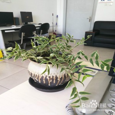 贝拉球兰怎么样