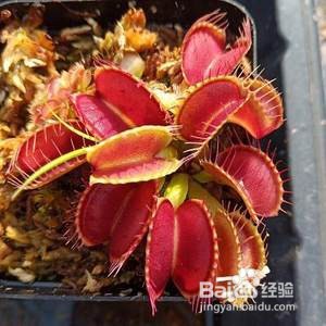 食蝇草怎么养护