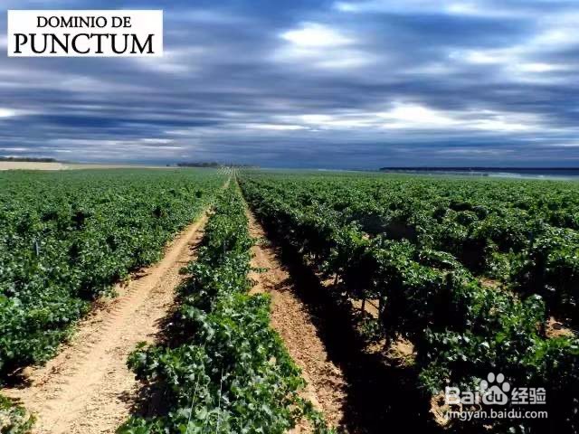 西班牙龙腾堡有机与生物动力酒庄