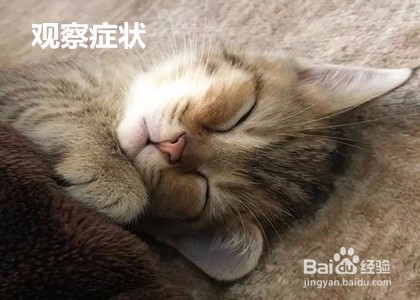 猫咪精神不好食欲不振怎么办