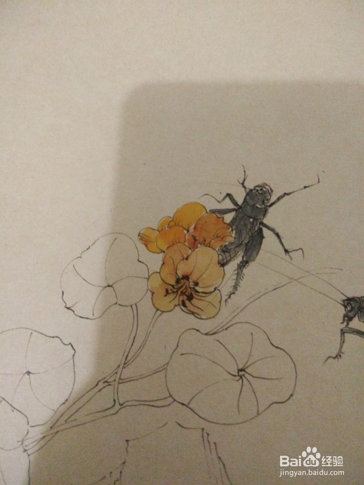 如何用卡纸画蟋蟀