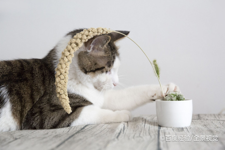 奶猫不吃奶虚弱怎样救