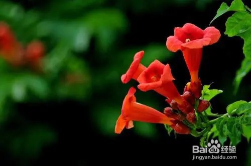 凌霄花怎么繁殖