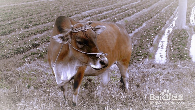 青少年如何发扬”三牛“精神