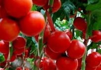 如何增加番茄的甜度