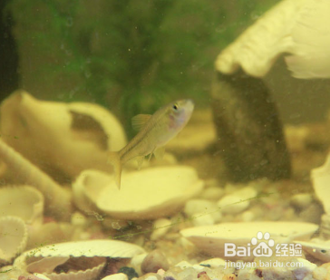 给鱼缸消毒方法