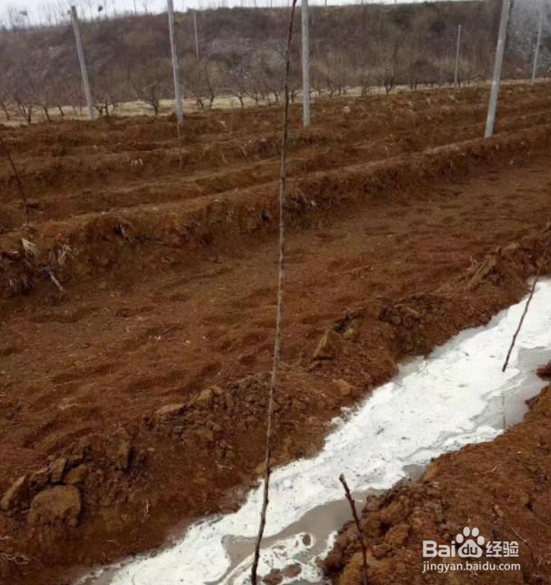 种植樱桃树栽多深最好