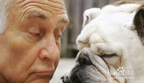 带着狗散步可以帮助老年人活得更久