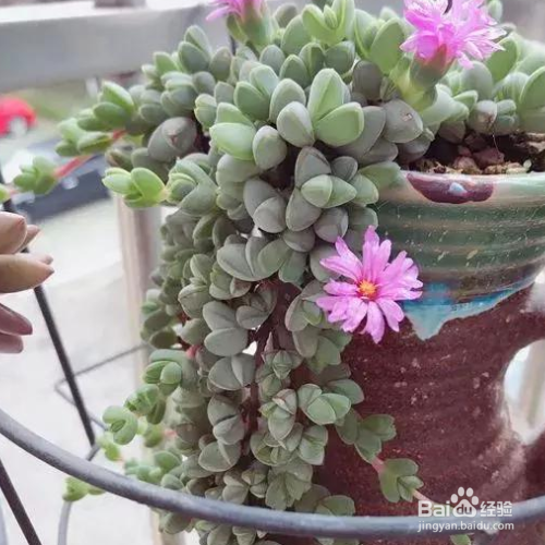 黄花新月多肉怎样养
