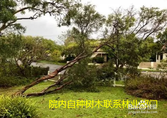 树倒了找哪个部门处理